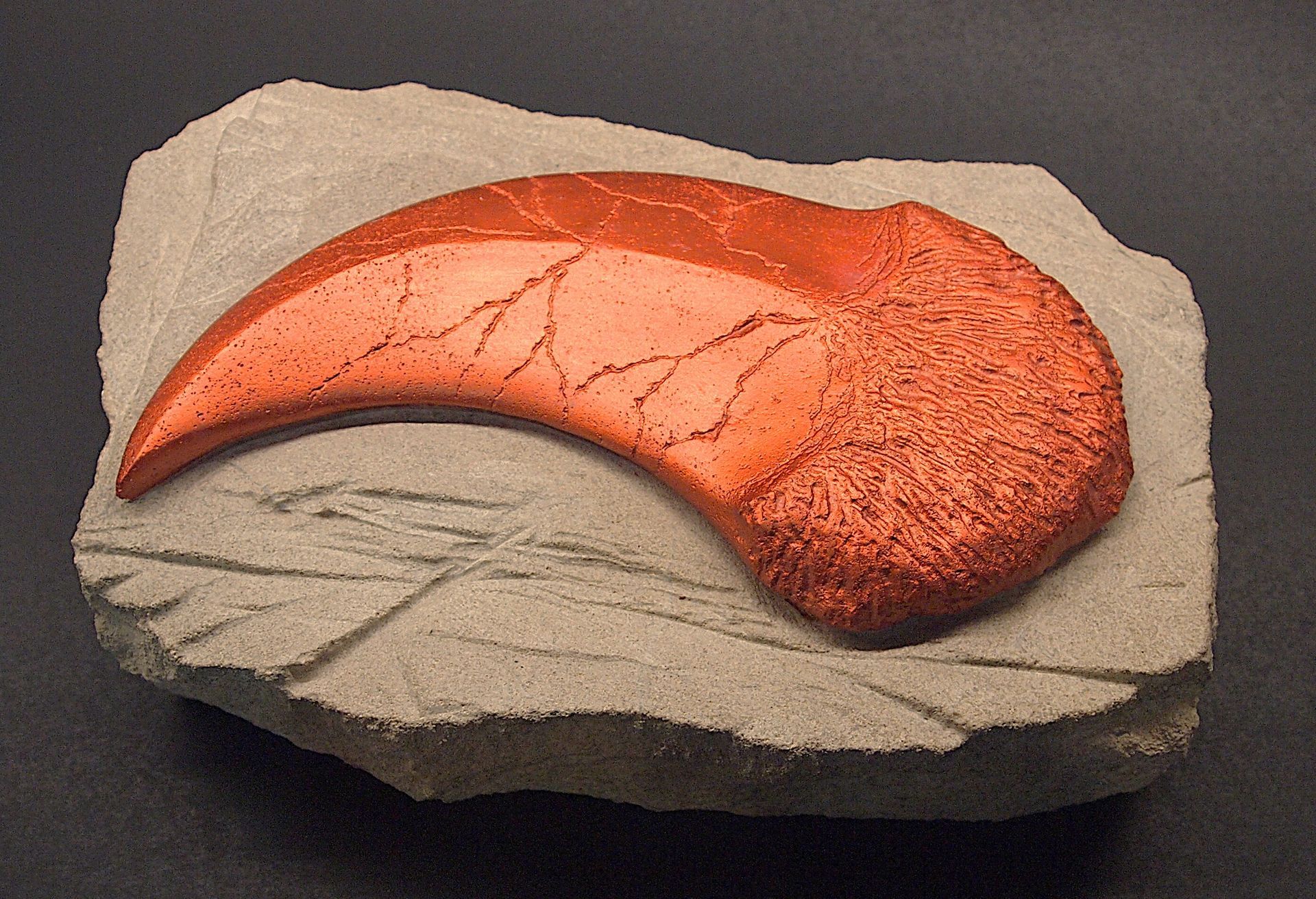 A fossil of a dinosaur claw on a rock