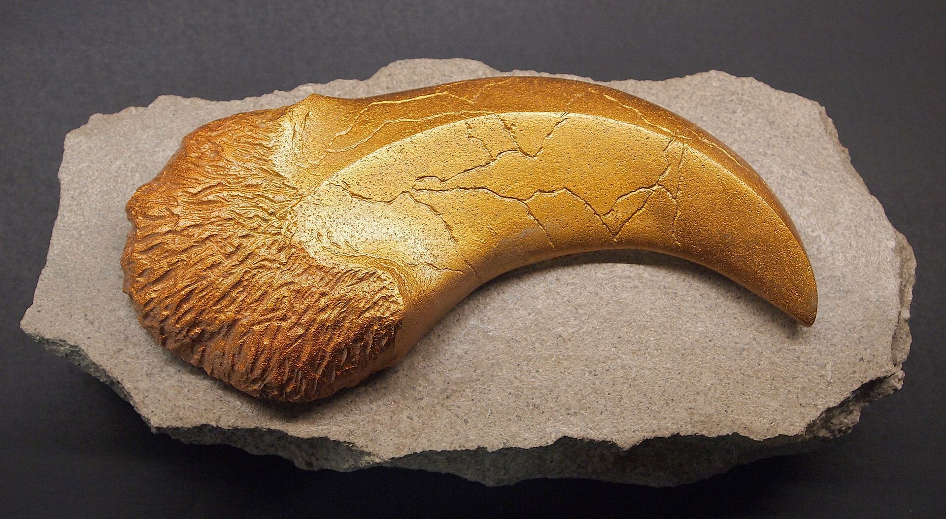 A close up of a claw on a rock