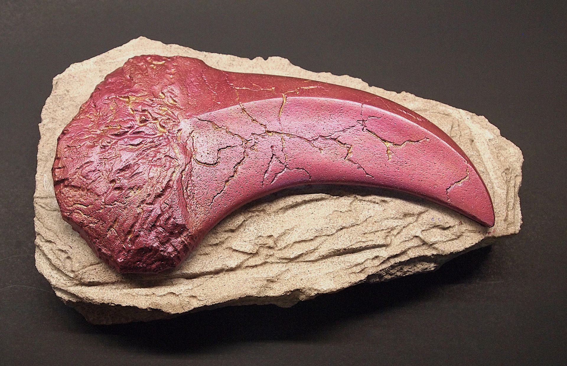 A close up of a dinosaur claw on a rock