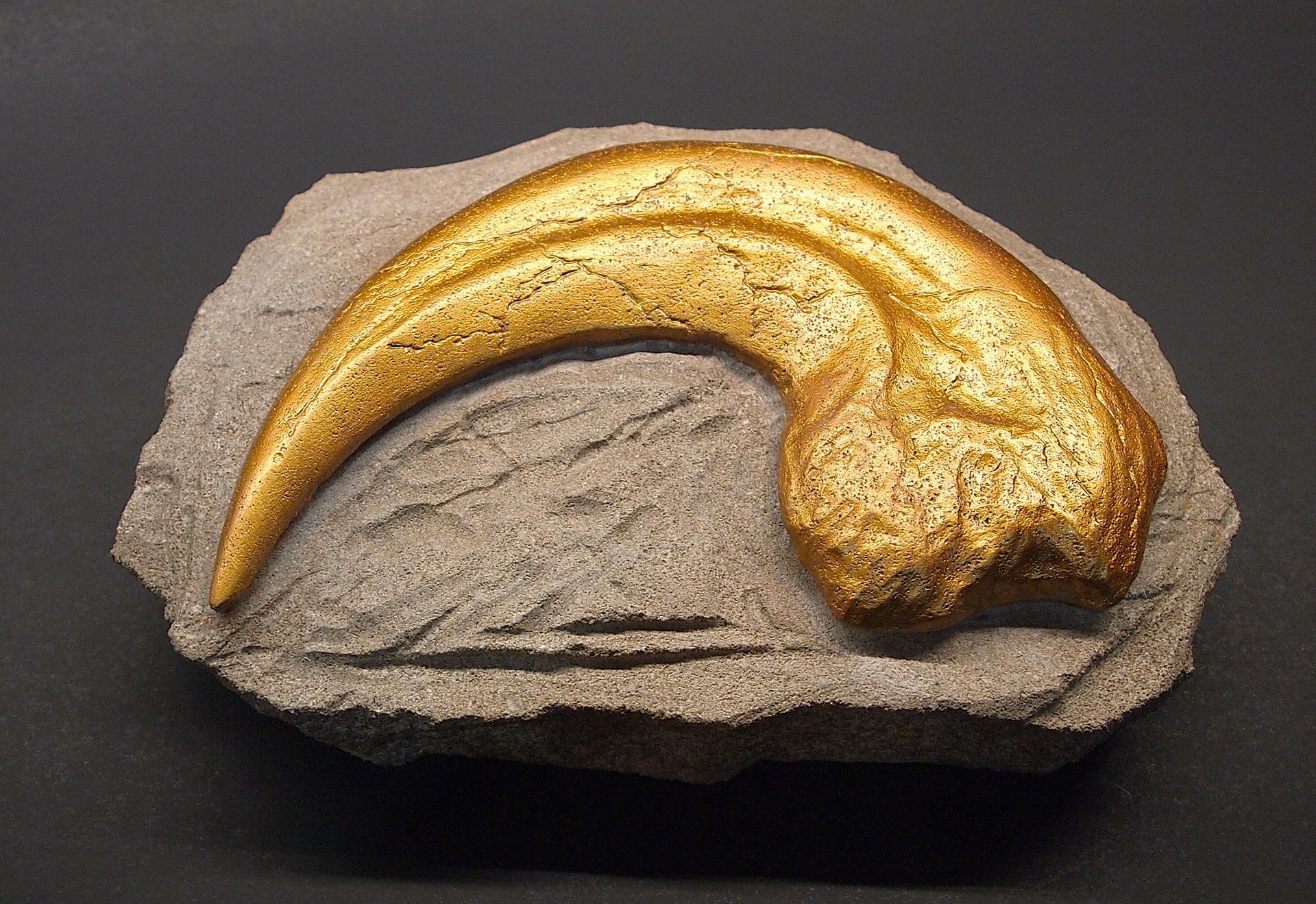 A fossil of a dinosaur claw on a rock