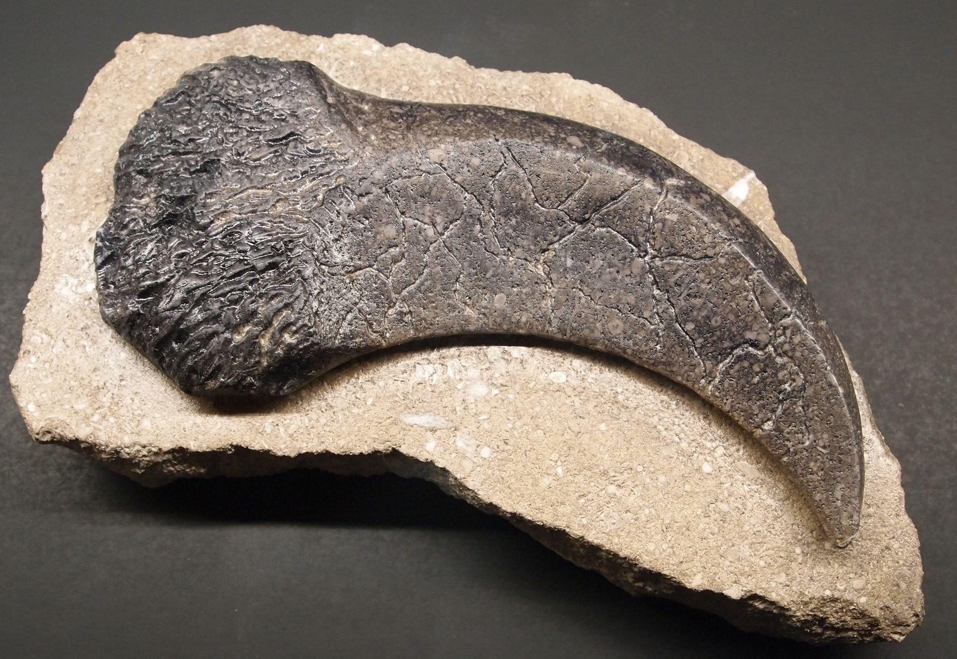 A fossil of a dinosaur claw on a rock