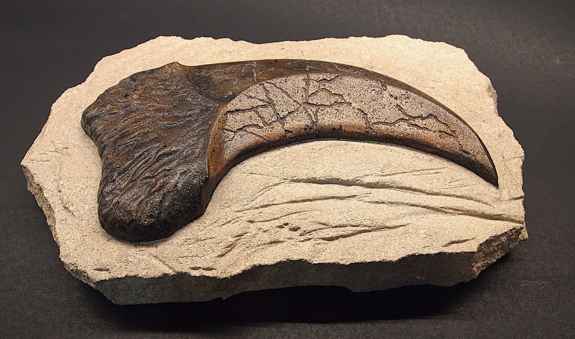 A fossil of a dinosaur claw on a rock