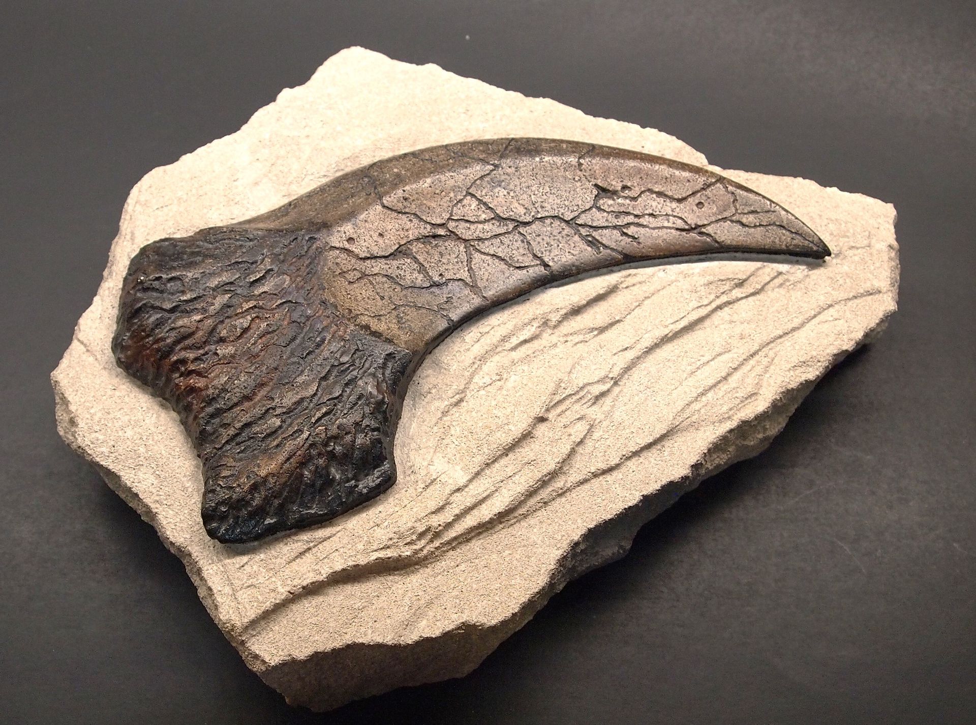 A fossil of a dinosaur claw is sitting on a rock.