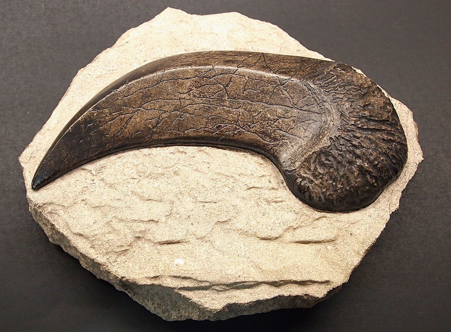 A fossil of a claw is sitting on a rock