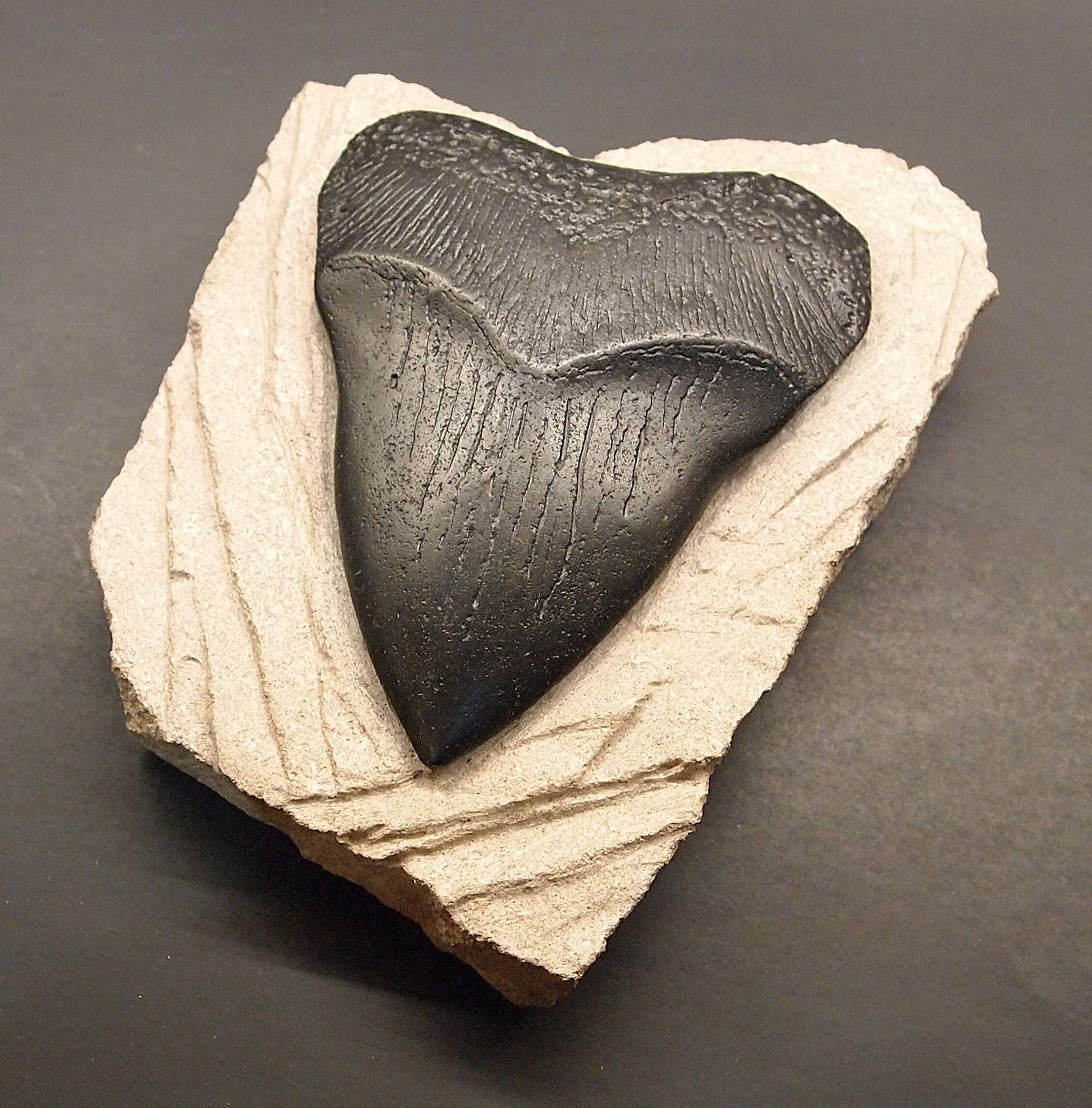 A fossil of a shark tooth on a piece of rock
