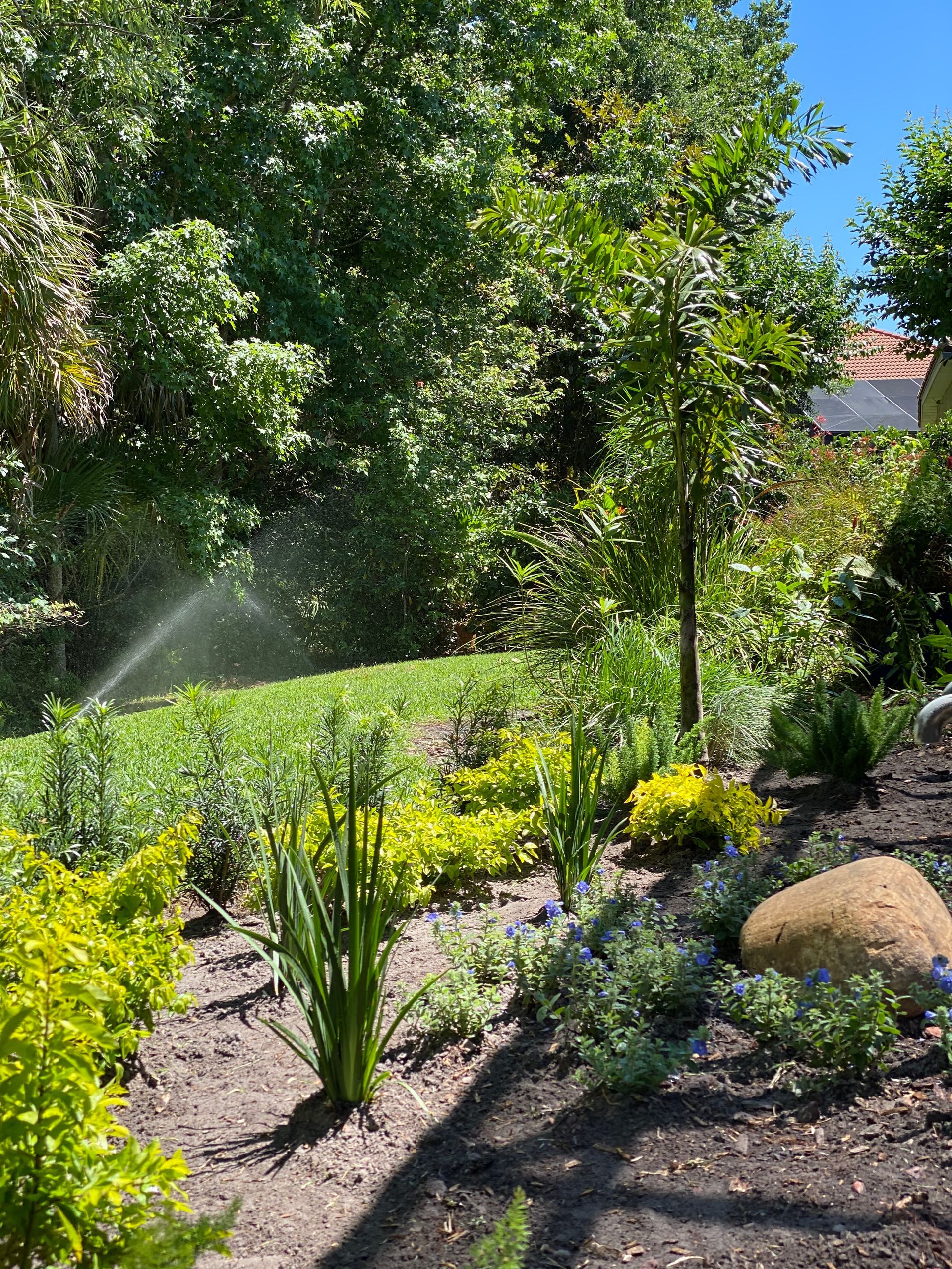 a lawn sprinkler is spraying water on a lush green lawn .