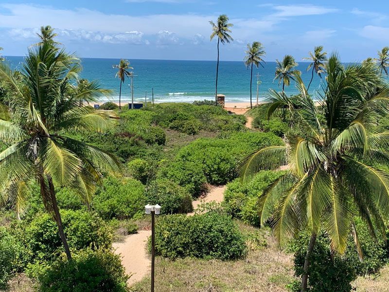 Cena de praia com palmeiras, caminho de areia em meio à folhagem verde que leva ao oceano sob um céu azul.