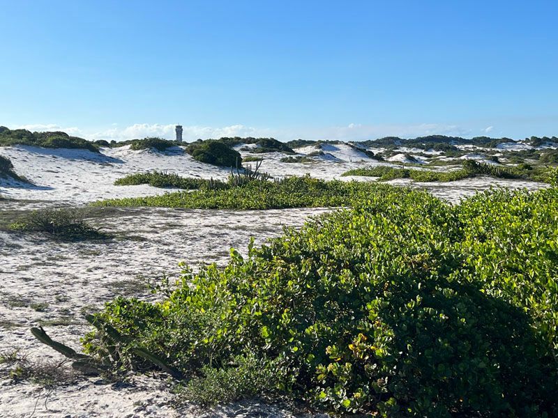 Dunas de areia com vegetação verde sob um céu azul brilhante.