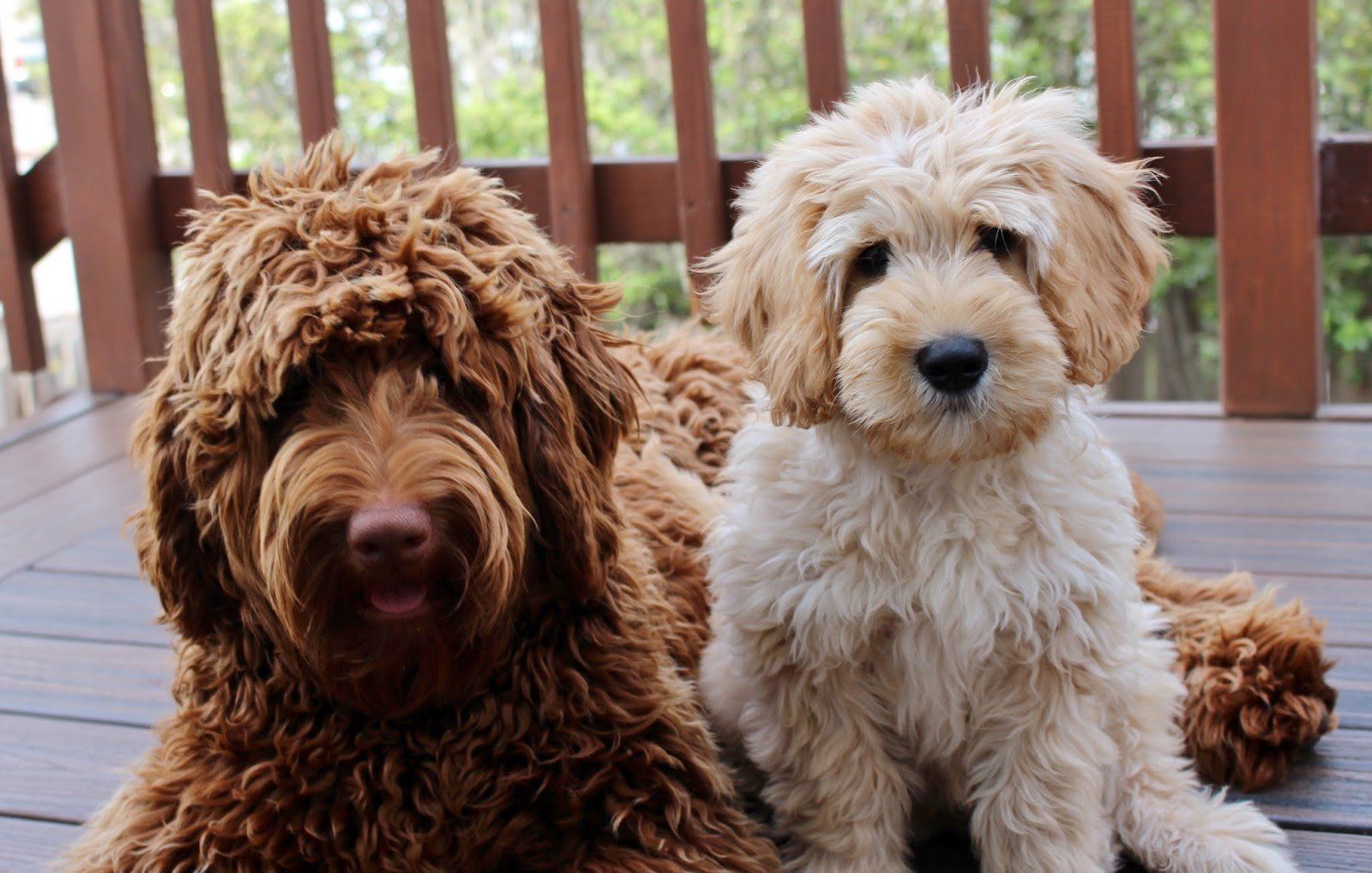 Brasken Labradoodles