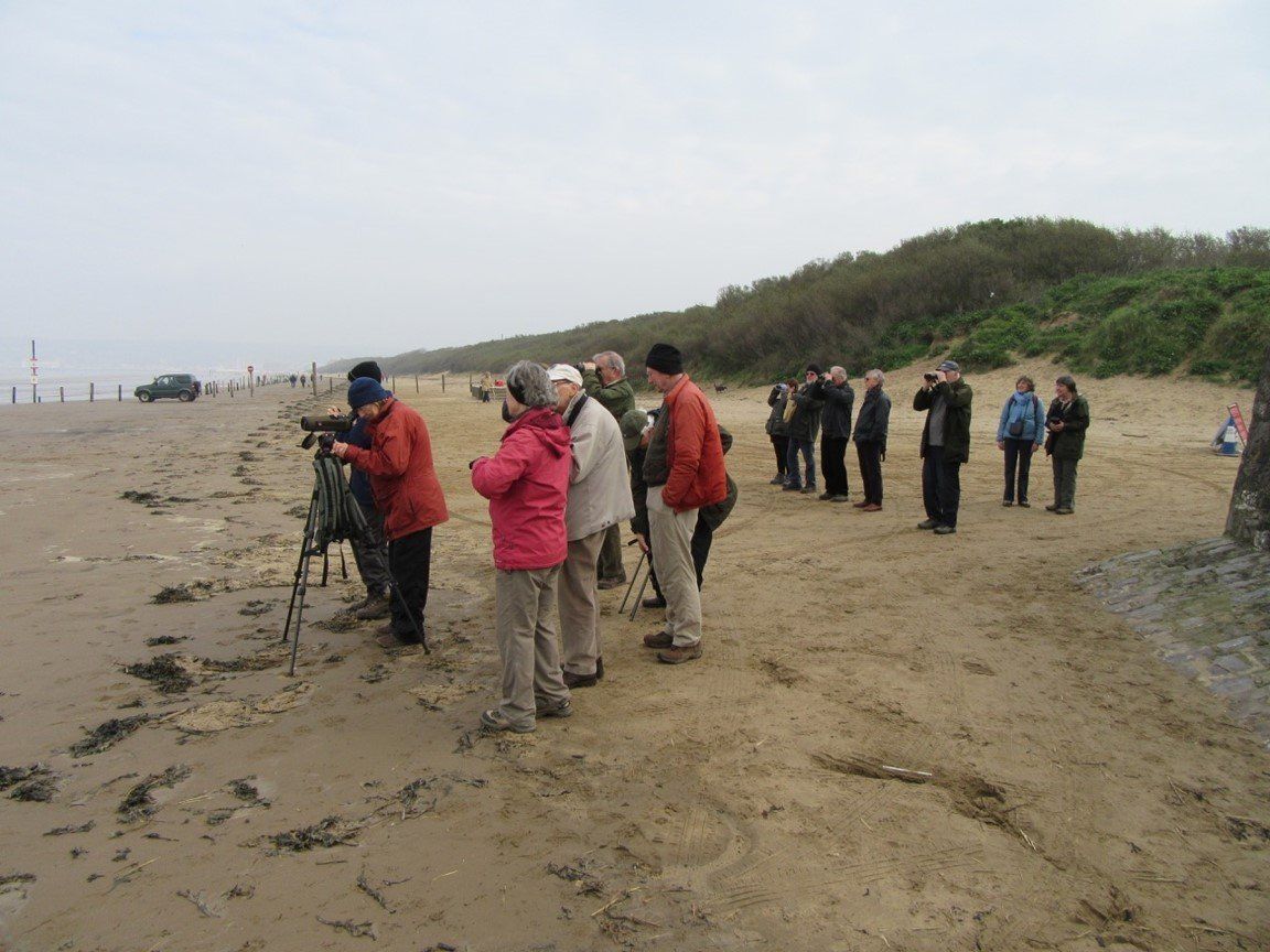 Bristol 1904 Arts - Bird Watchers (Birding) group