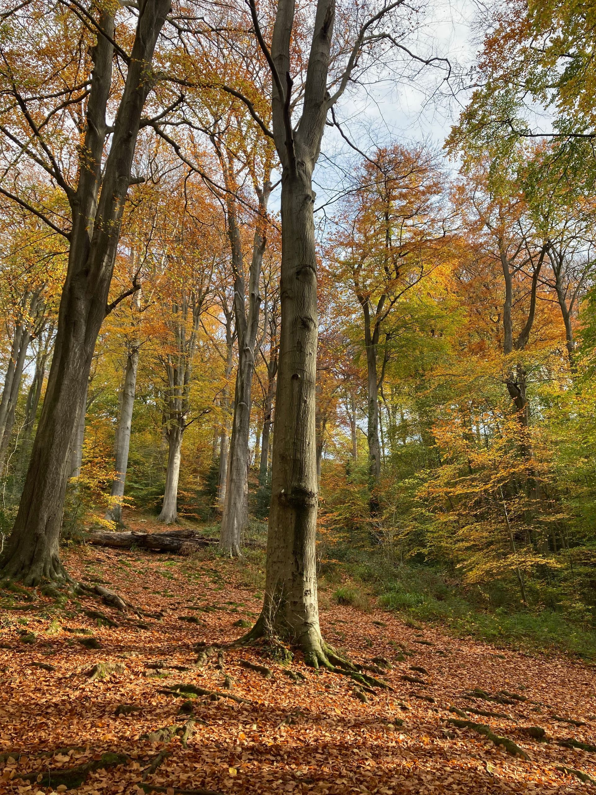 Bristol 1904 Photography 
