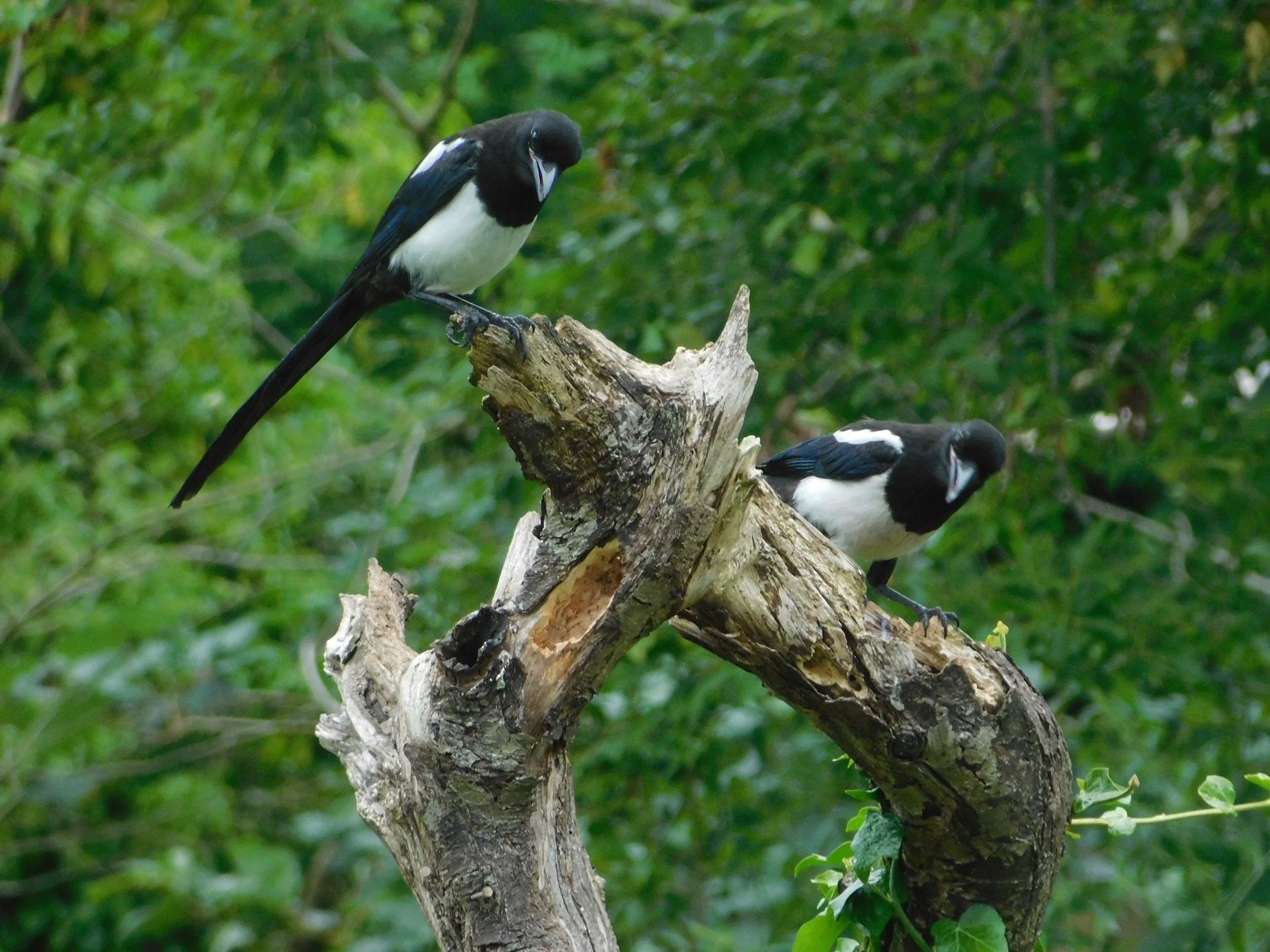 Bristol 1904 Photography 