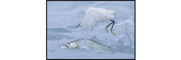 Image from the Wildlife Photographer of the Year Exhibition 2025 (Bristol Museum) depicting a crane bird about to catch a fish who is simultaneously about to catch another fish!