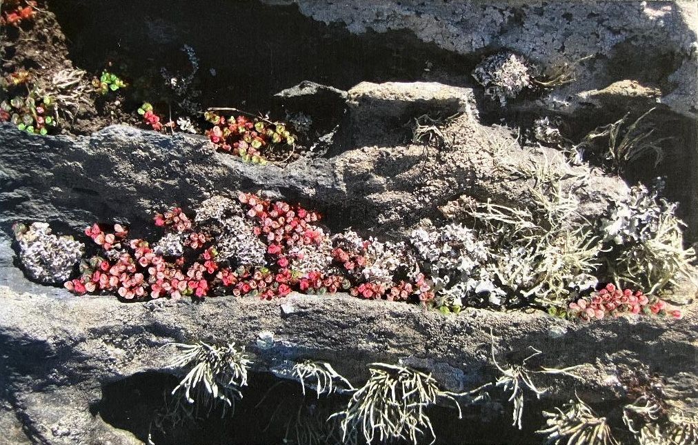 A photographic composition by member Viv Young: Untitled 