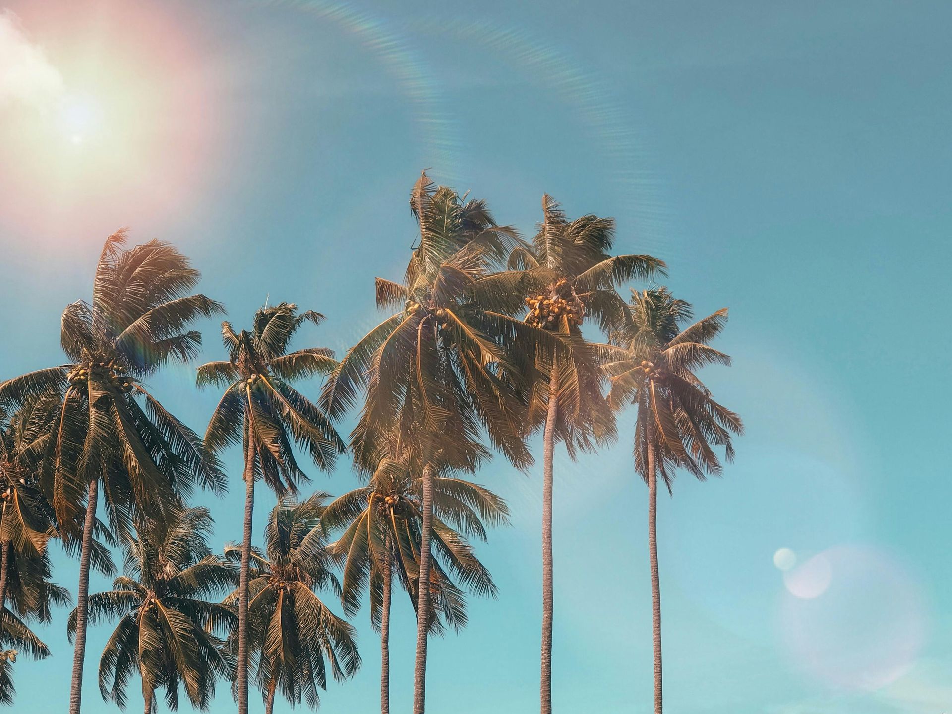 A row of palm trees against a blue sky with the sun shining through them.