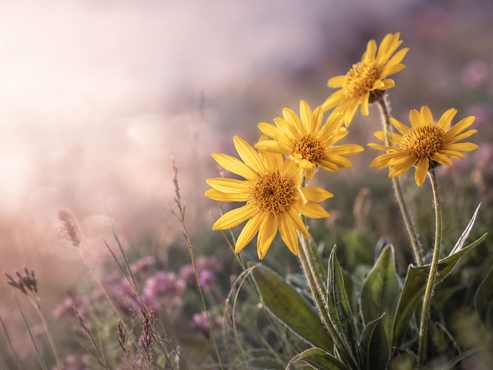 Yellow wildflowers blooming in a soft-focus meadow at sunrise