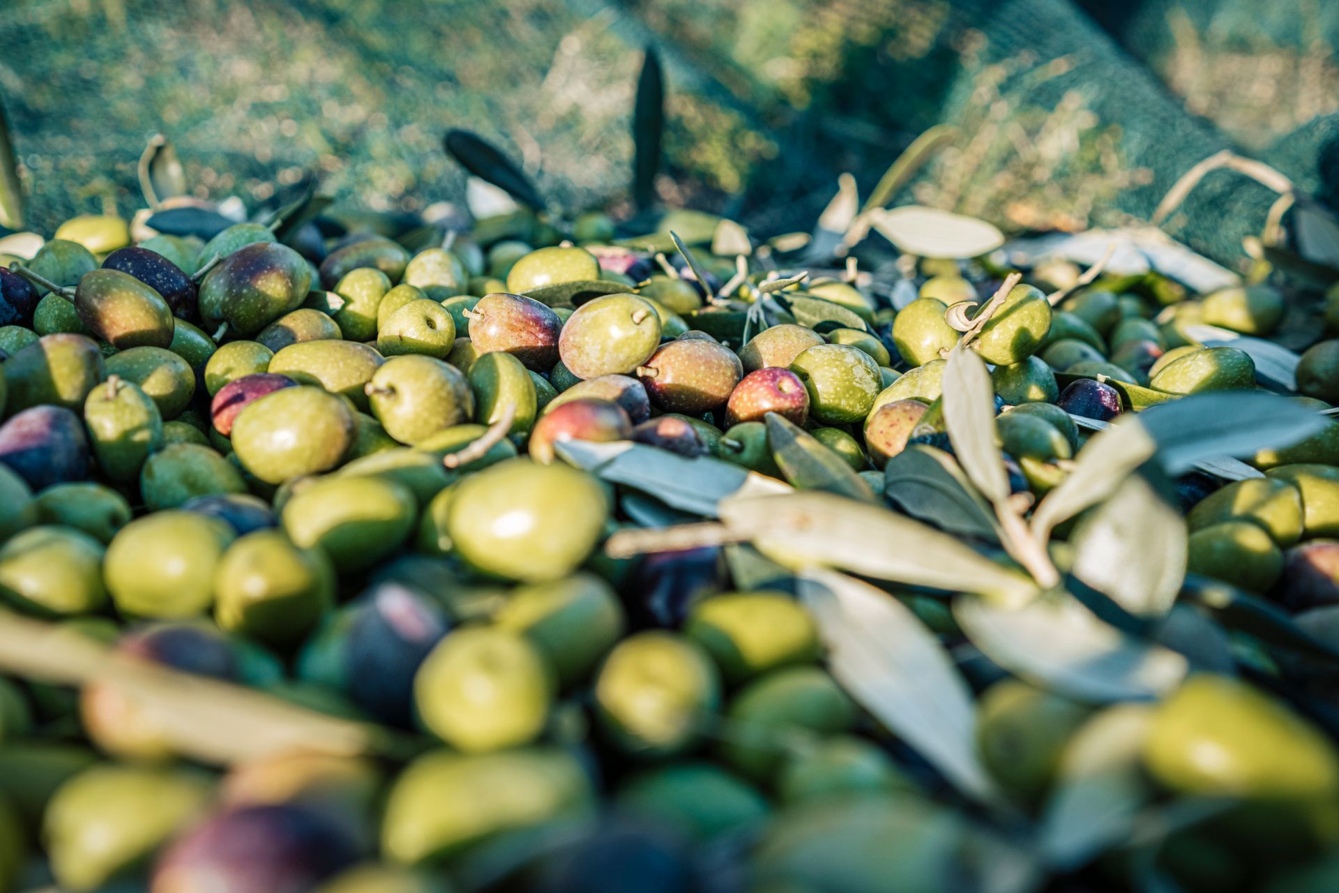pulizia e raccolta olive