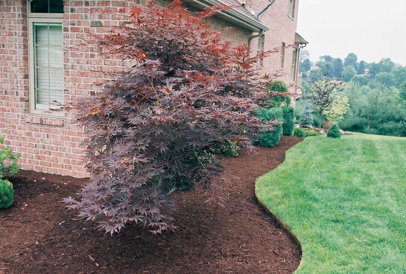 A brick house with a lush green lawn and a tree in front of it.