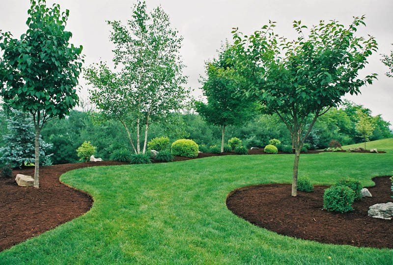 A lush green lawn with trees and mulch surrounding it
