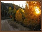 The sun is shining through the trees on a dirt road