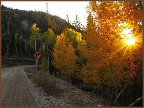 The sun is shining through the trees on a dirt road