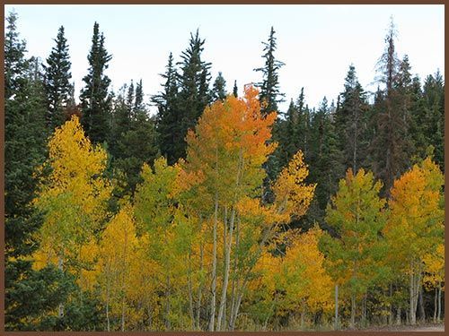 A forest with trees that are changing colors