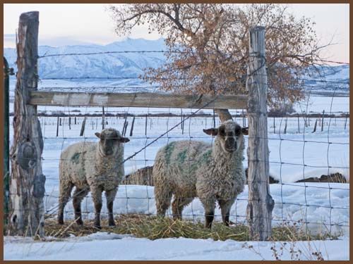 Three sheep are behind a barbed wire fence in the snow