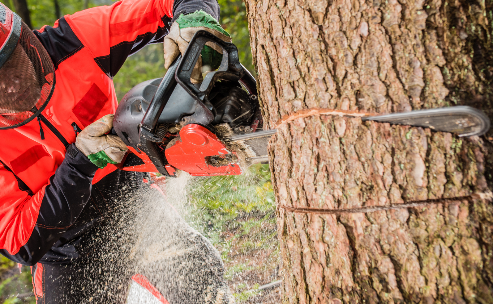 Oakland Tree Pros Tree Removal