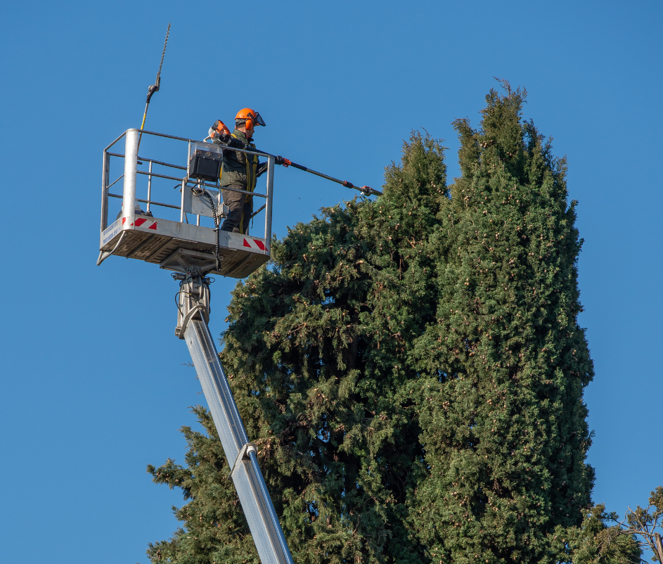 Oakland Tree Pros Tree Trimming