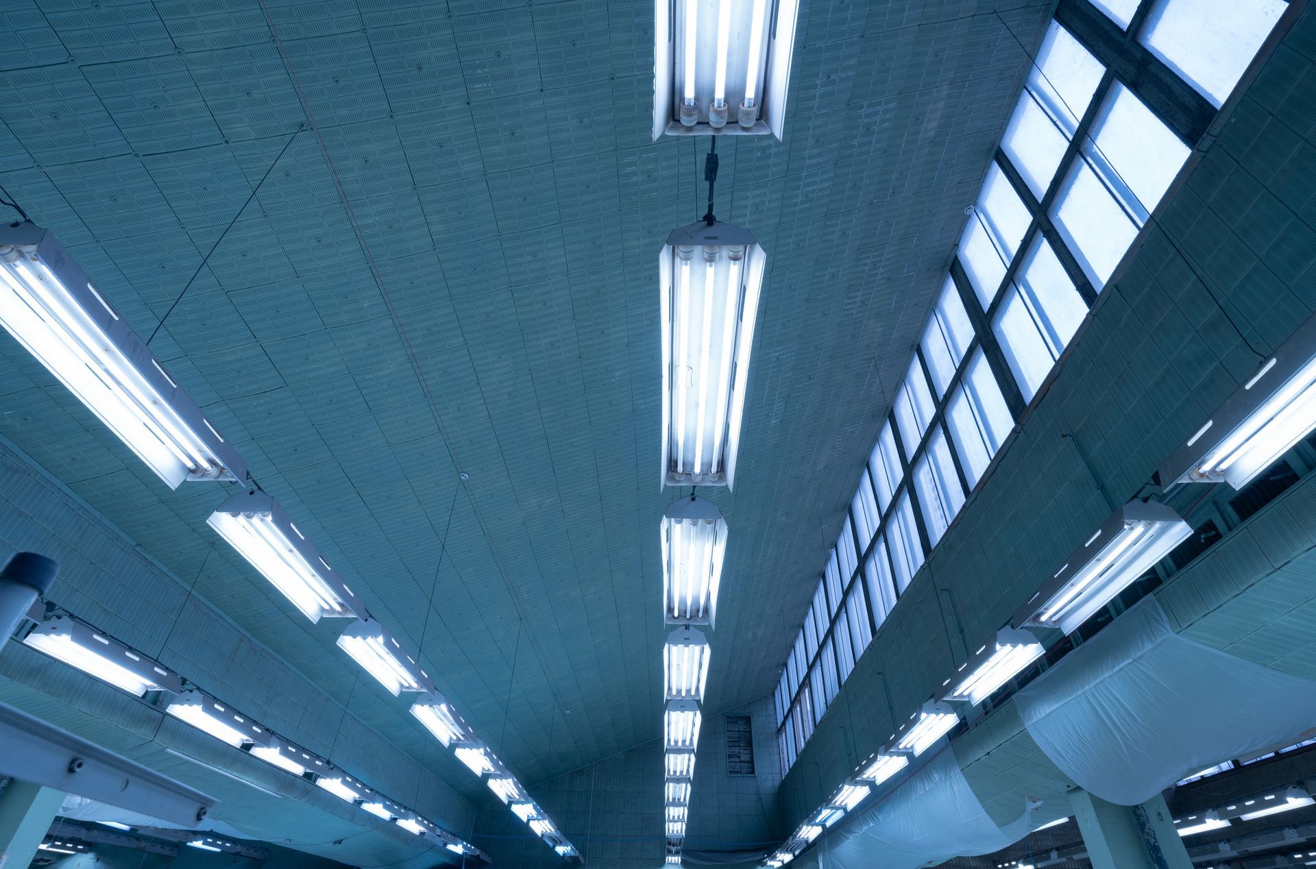 Ceiling with fluorescent lights and windows, blueish hue.