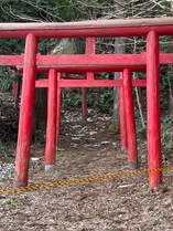 A row of red torii gates in the middle of a forest.