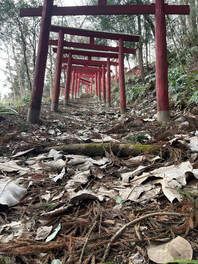 A row of red torii gates in the middle of a forest.