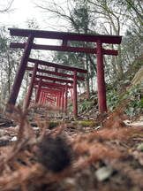 A row of red torii gates in the middle of a forest.