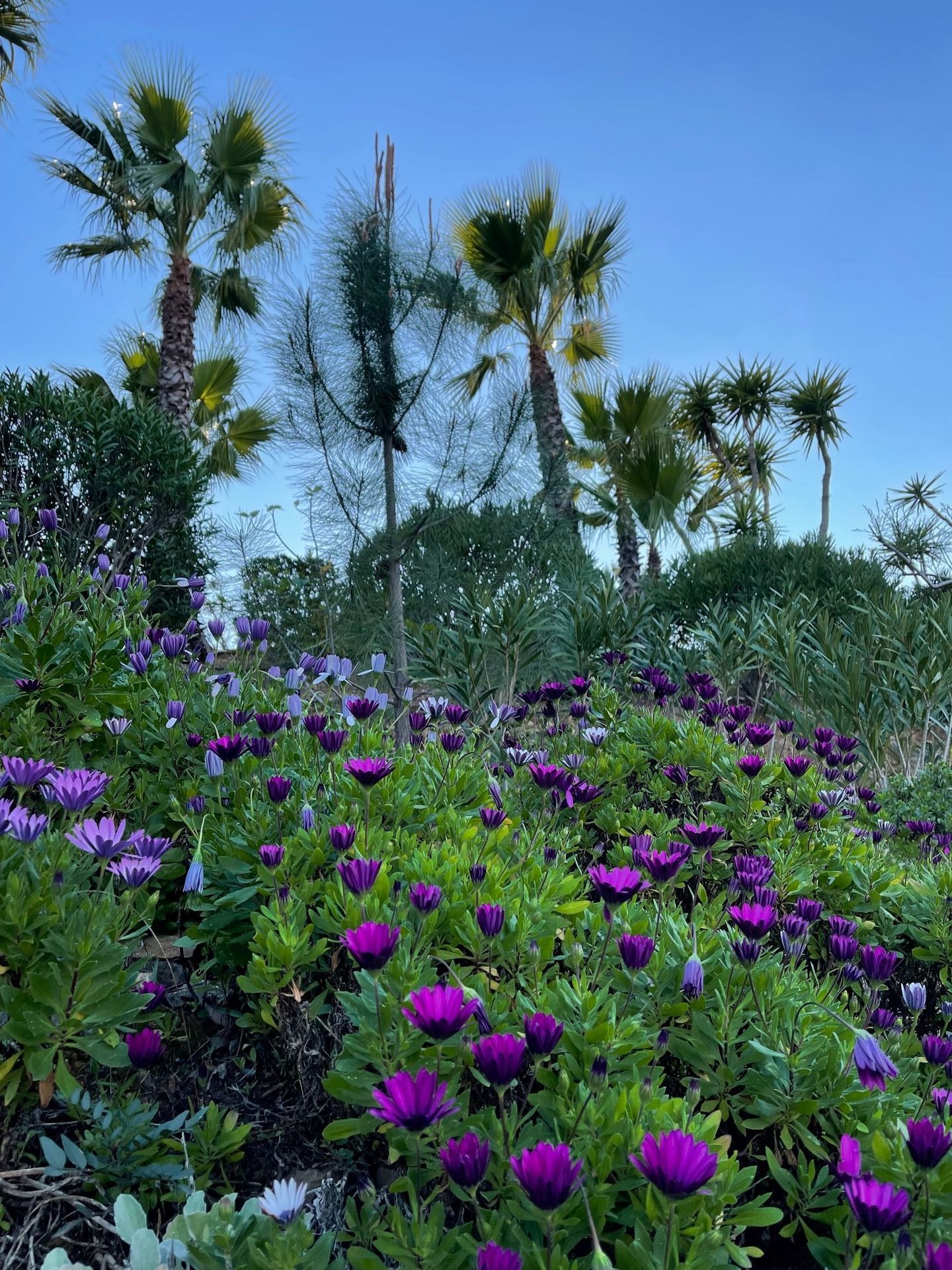 Een veld met paarse bloemen met palmbomen op de achtergrond.