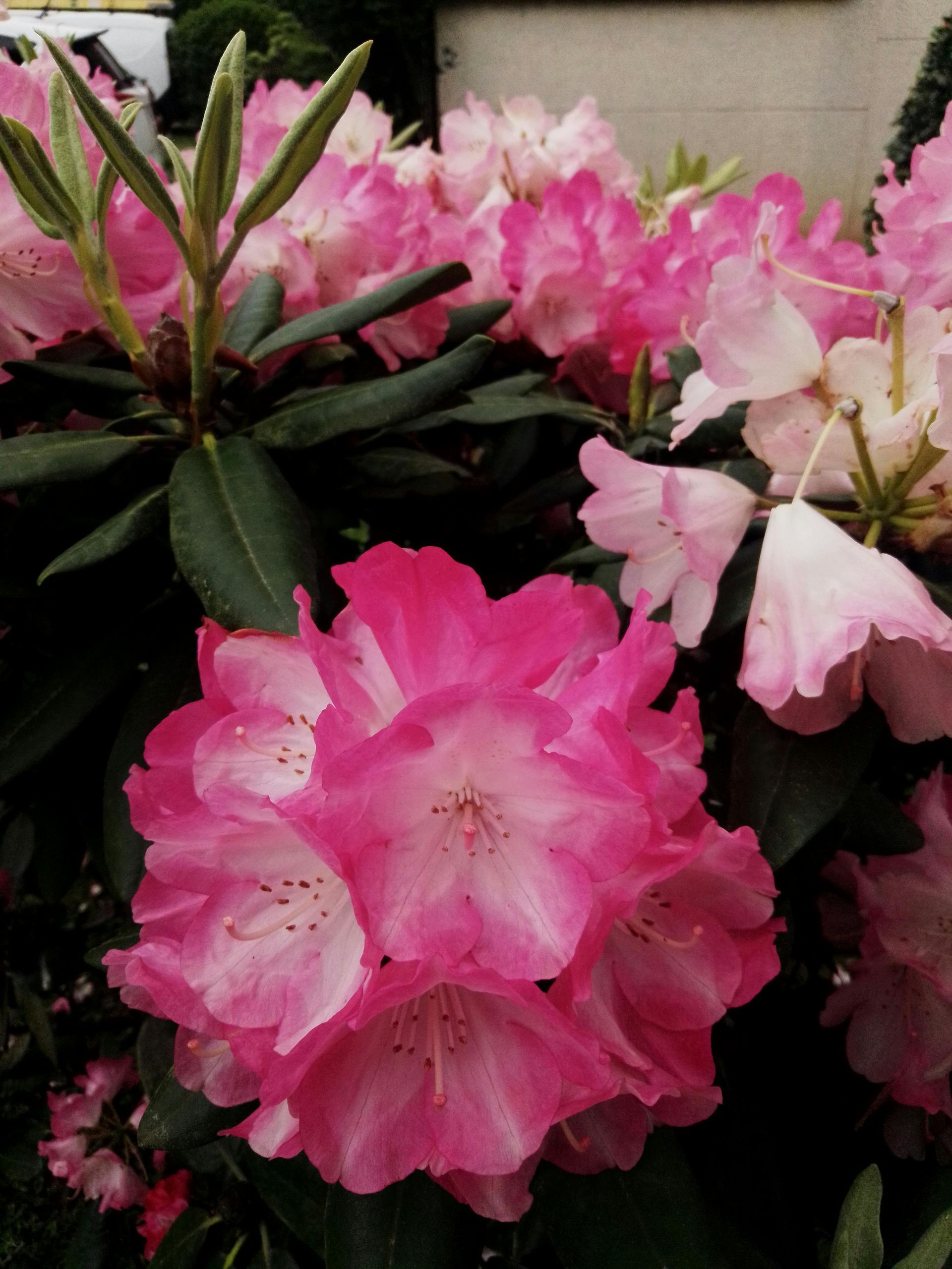 A bunch of pink flowers with green leaves