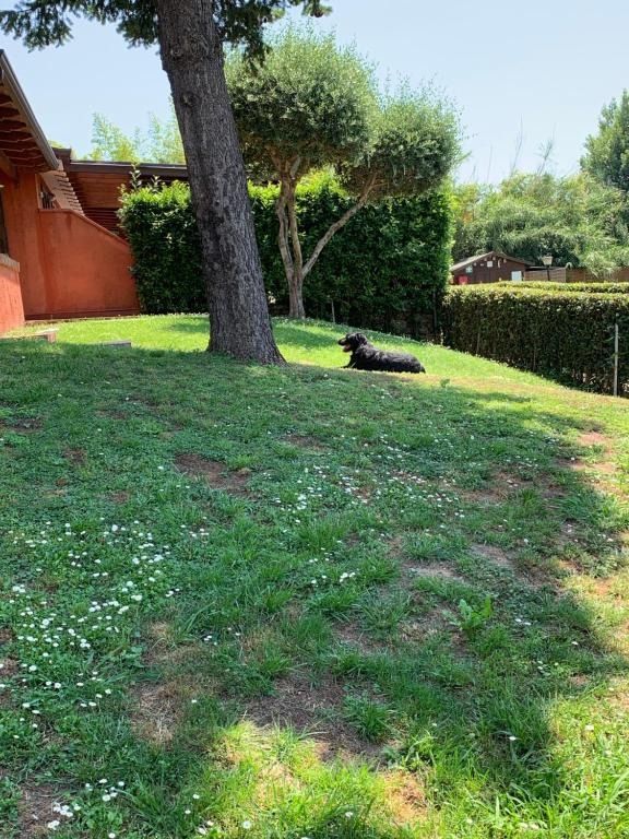Cane nero che riposa all'ombra di un albero su un prato erboso.