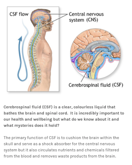 A diagram of the cerebrospinal fluid and the central nervous system