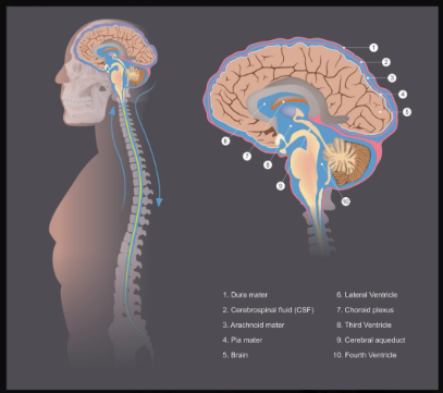 A diagram of a person 's brain and spine