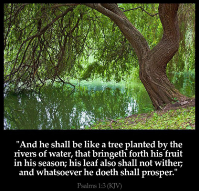 A picture of a tree and a quote from psalms