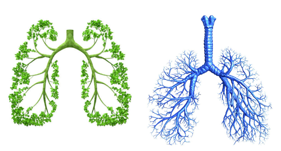 A green lung and a blue lung on a white background.