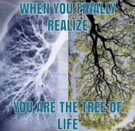 When you finally realize you are the tree of life