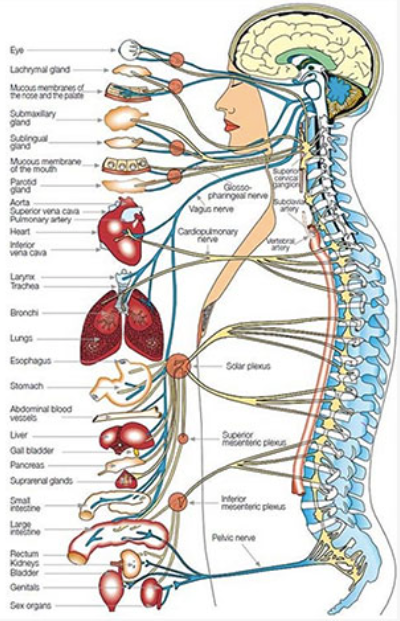 A diagram of the human body showing the brain and spine