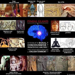 A poster that says pineal gland on it