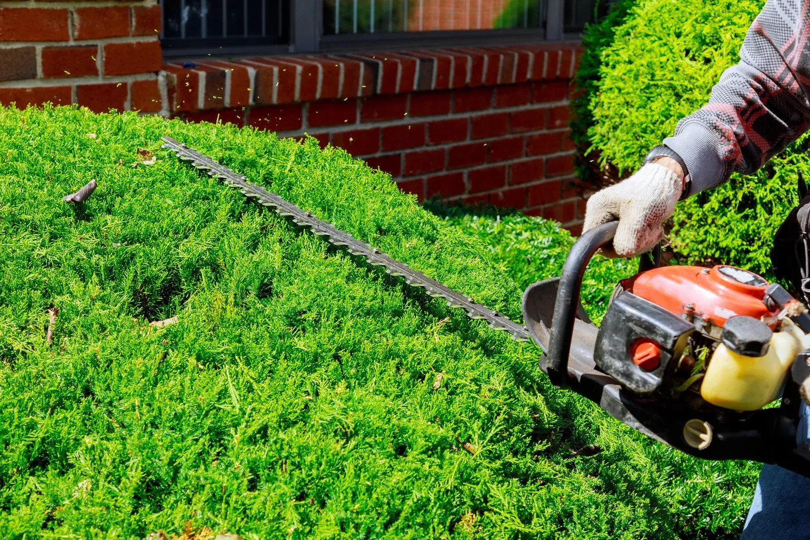 Person using a hedge trimmer to trim a green bush in front of a brick building.
