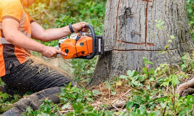 A person using an orange chainsaw to cut down a tree outdoors.