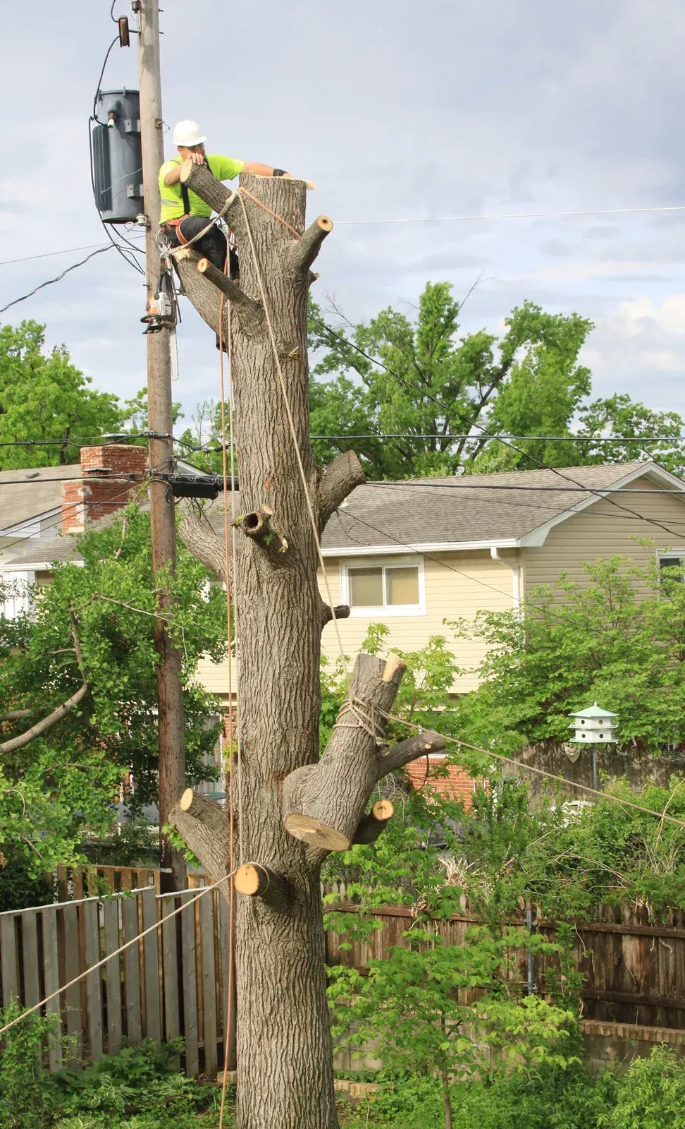 Tree service worker with chainsaw atop a tall tree near power lines; residential background.