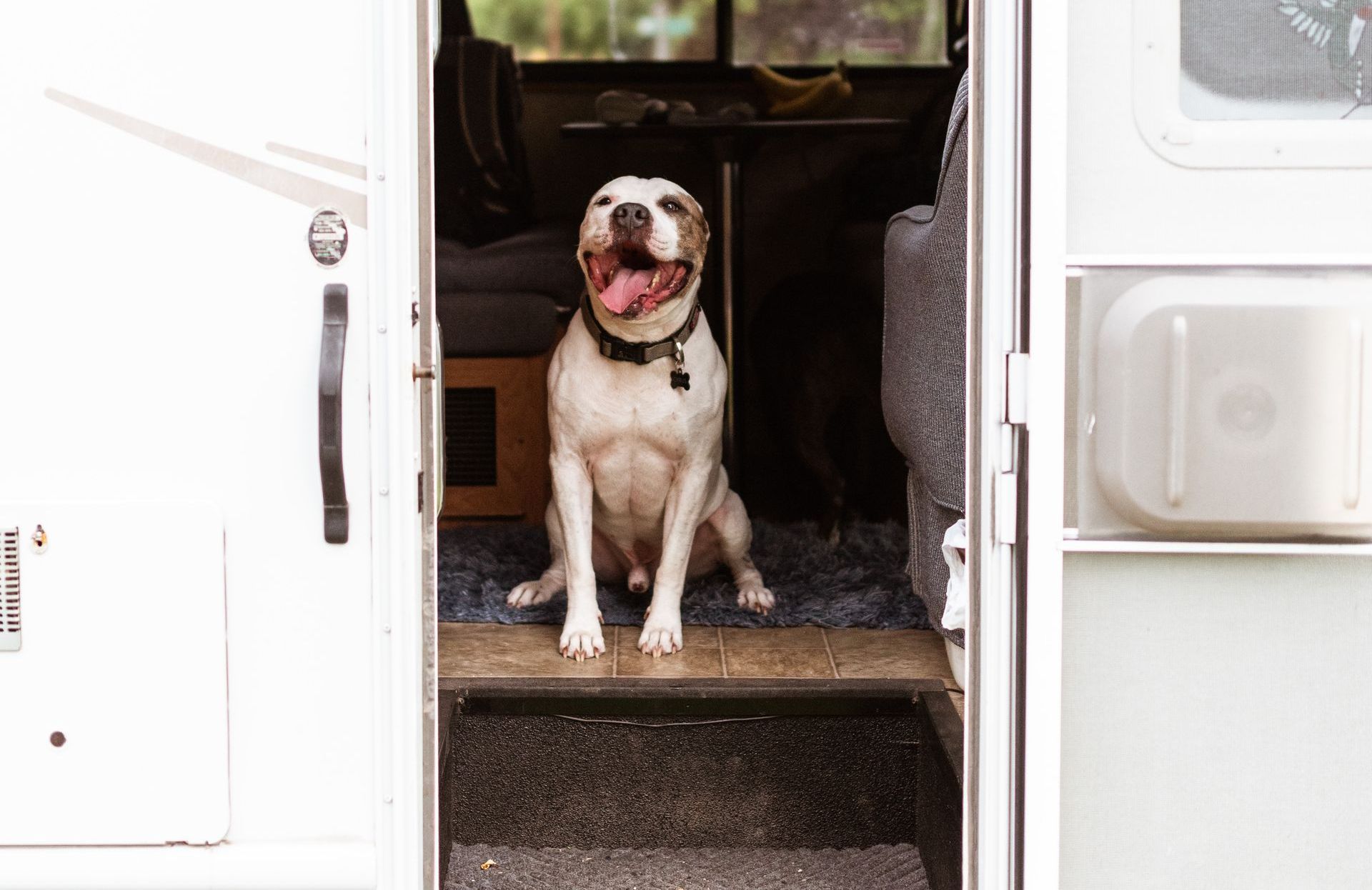 A dog is sitting in the doorway of a rv.