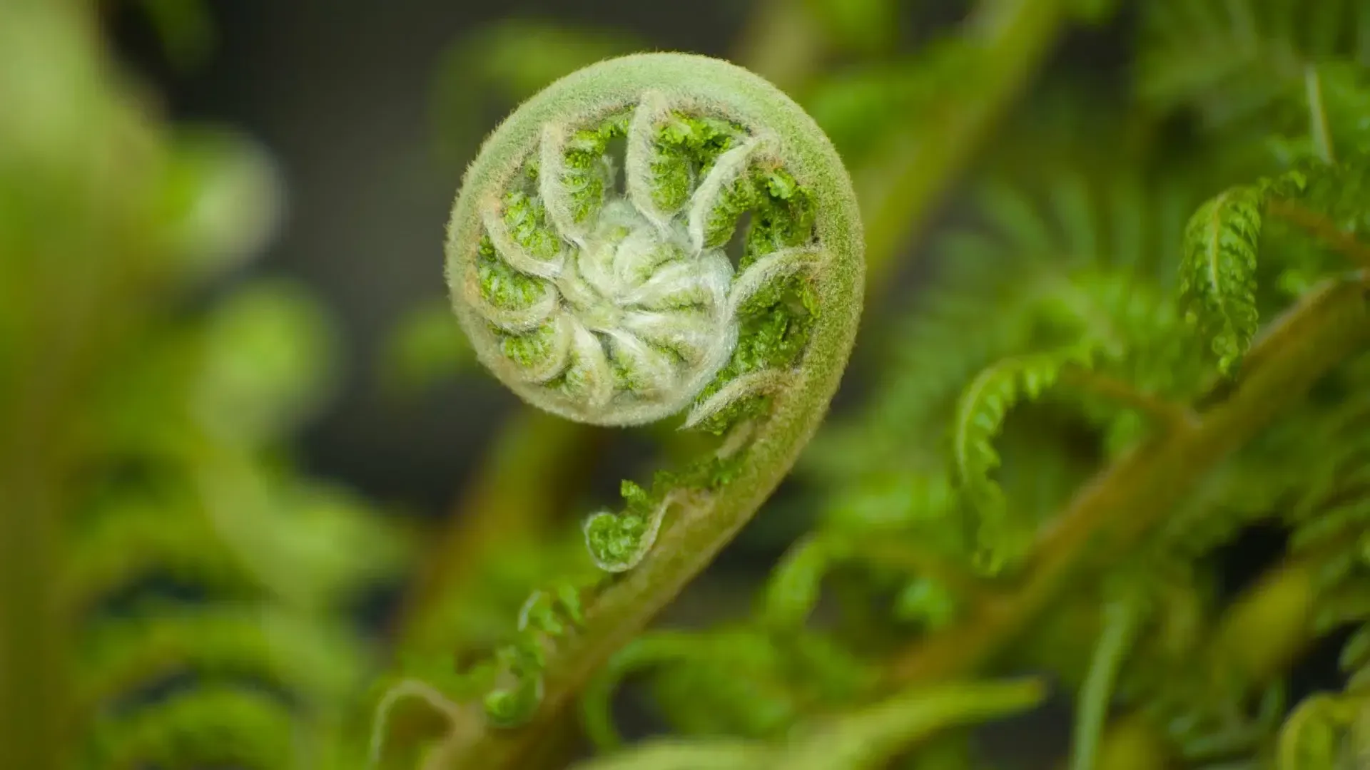 Spiral-shaped fern frond unfurling, pale green, surrounded by other green fronds.