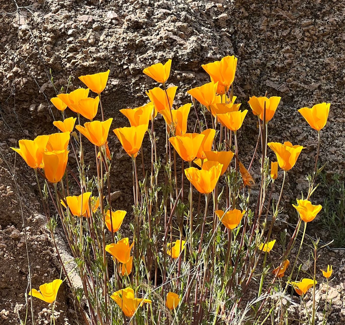 Bright orange California poppies blooming against a rocky hillside.