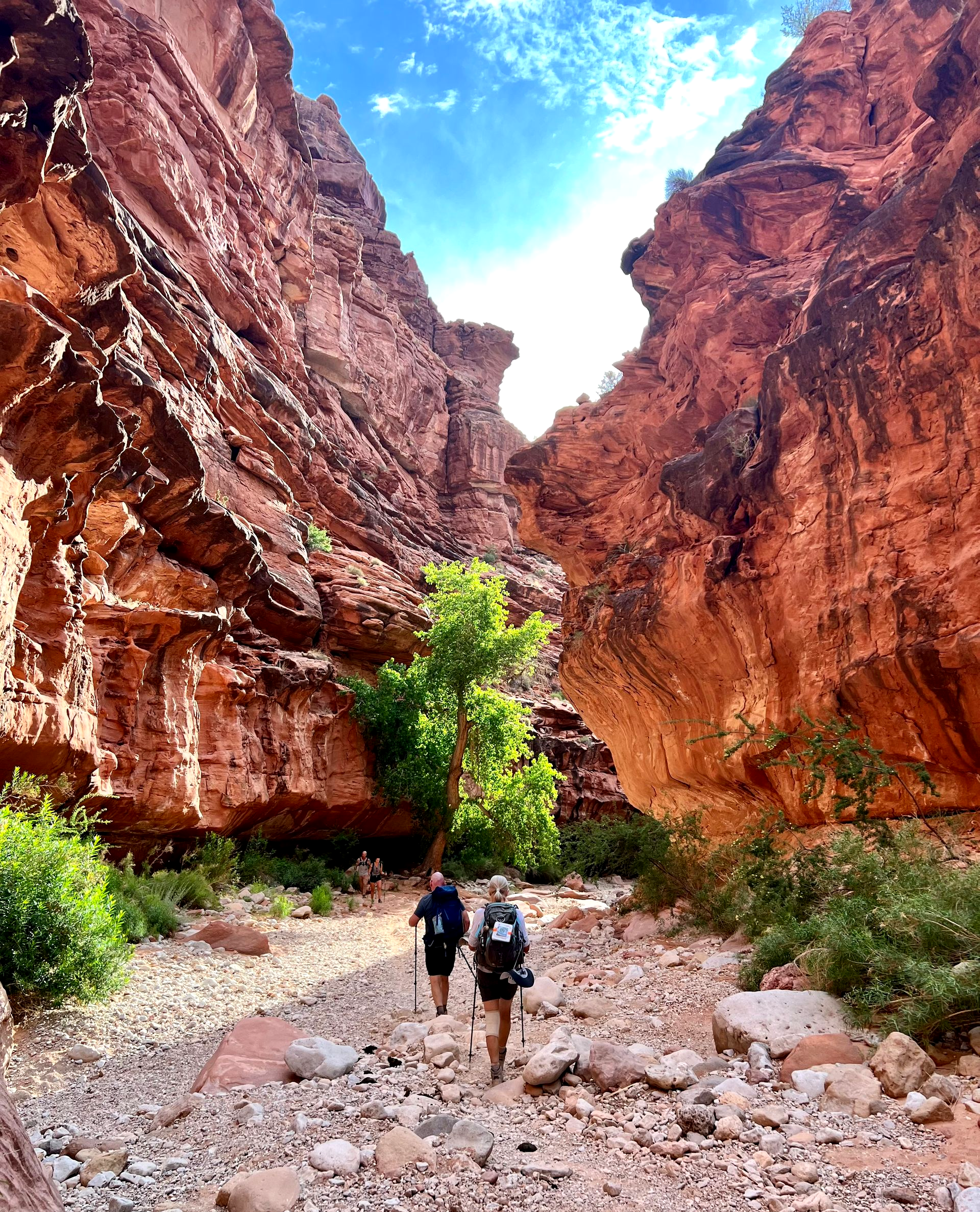 Two hikers in a red rock canyon Grand Canyon, walking on a rocky path, with a green tree in the center under a sunny sky.
